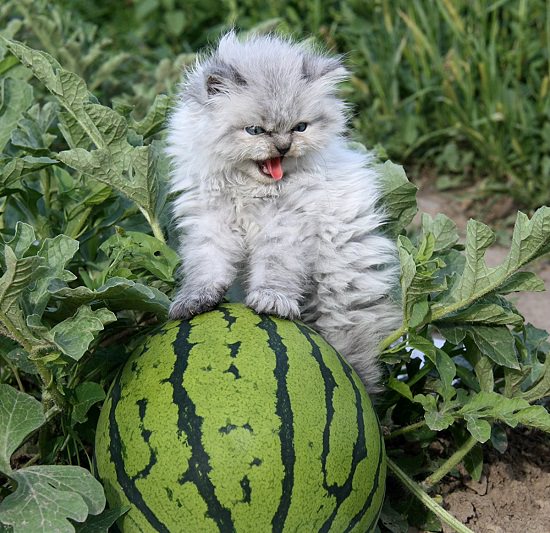 cat-eat-watermelon3